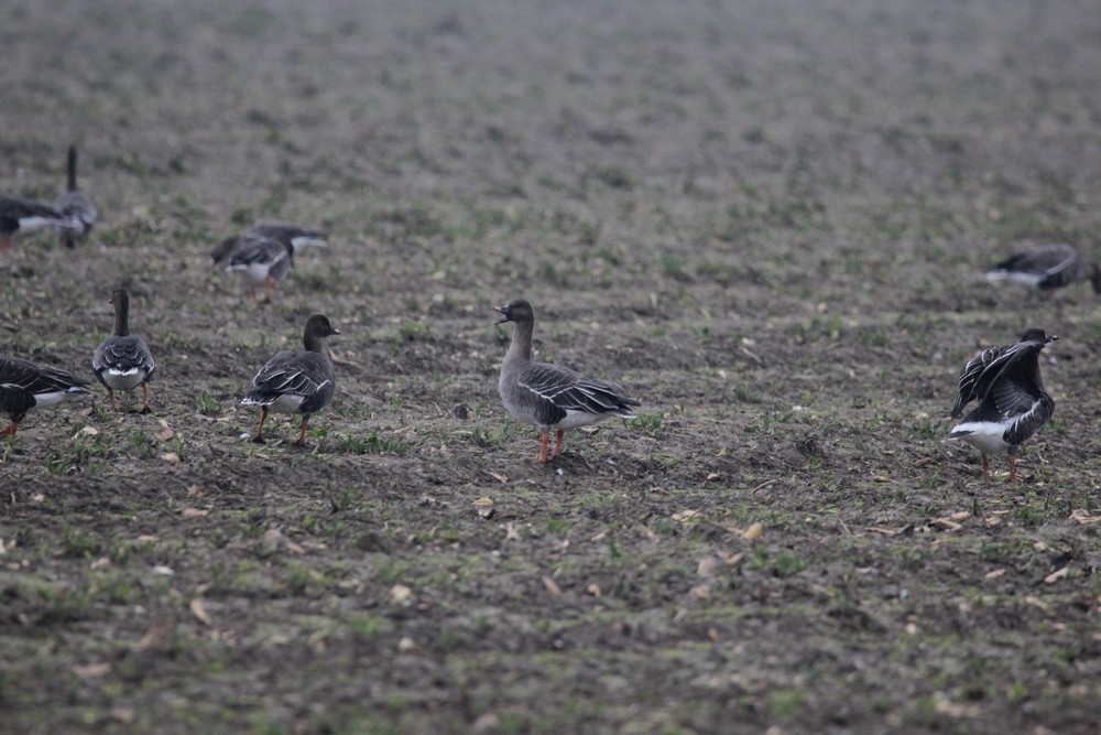 Oie de la toundra - ML647069210