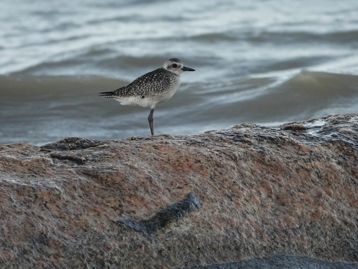 tundralo - ML647069219