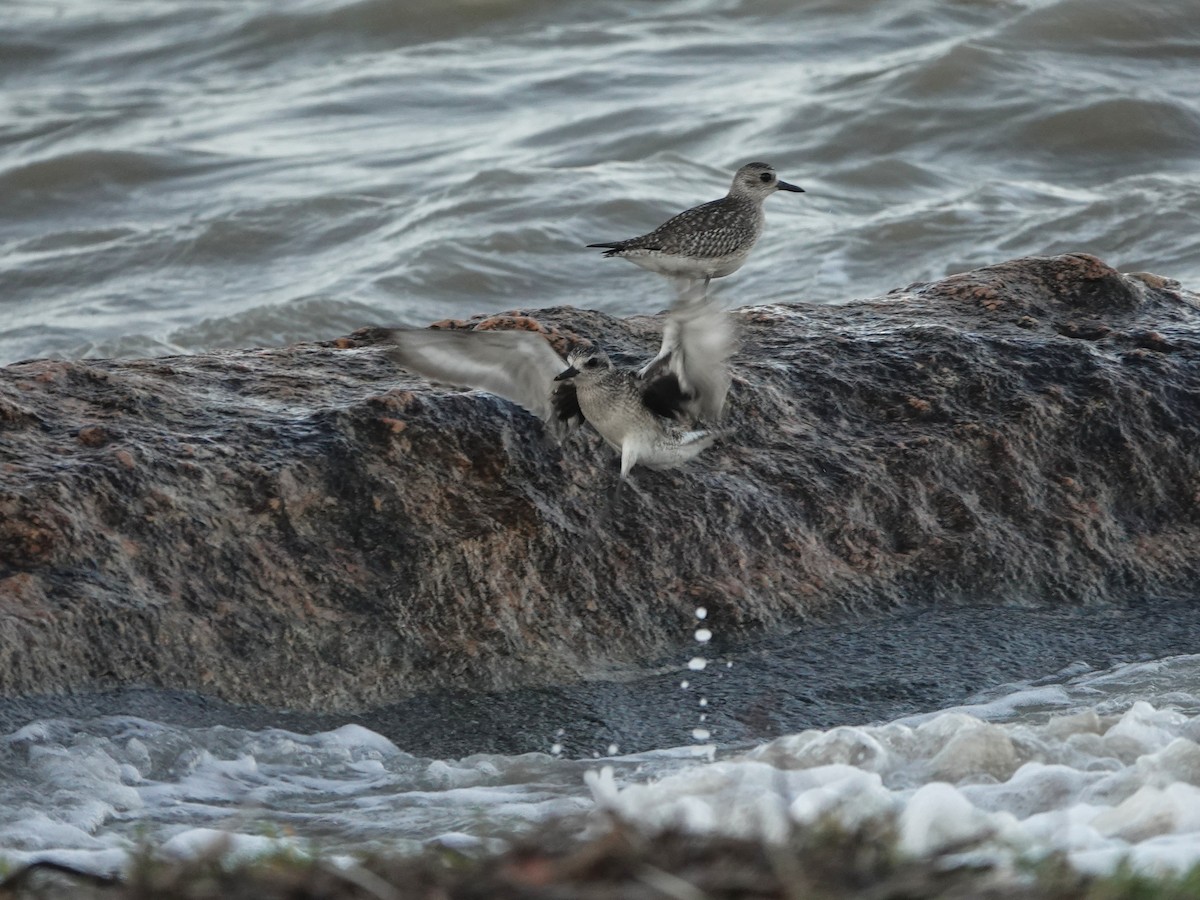 tundralo - ML647069220