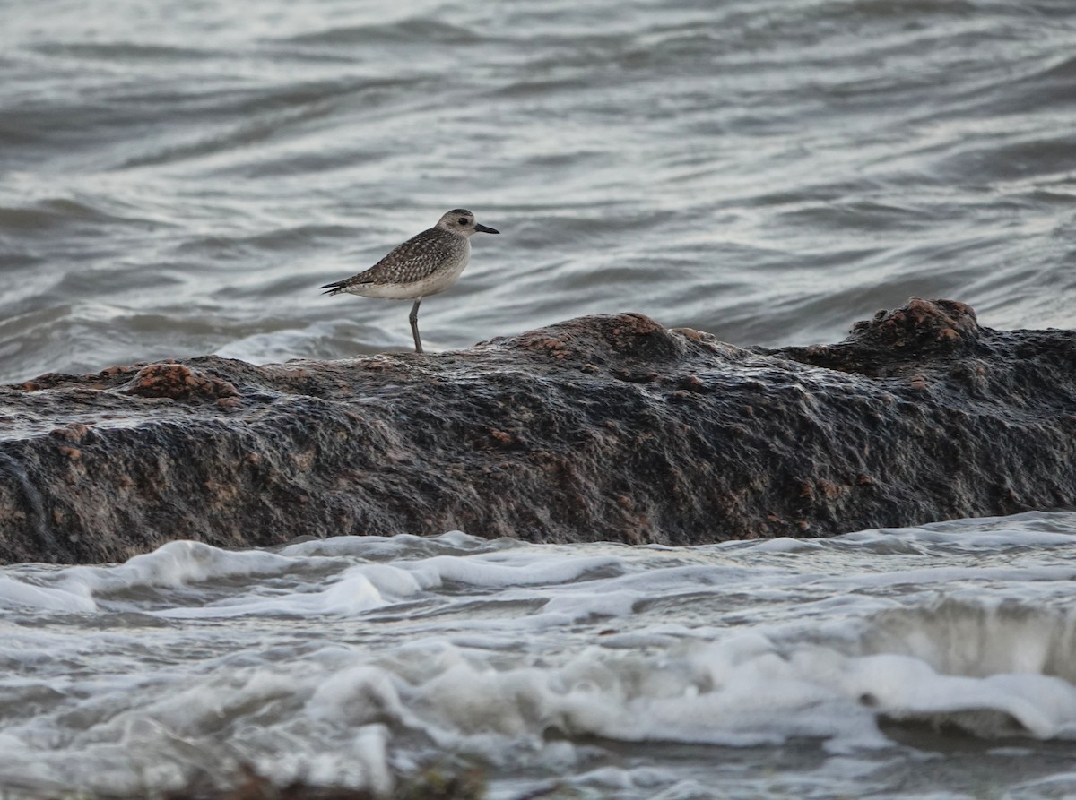 tundralo - ML647069221