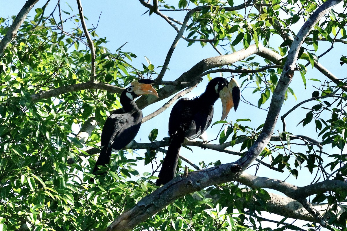 Malabar Pied-Hornbill - ML647069222