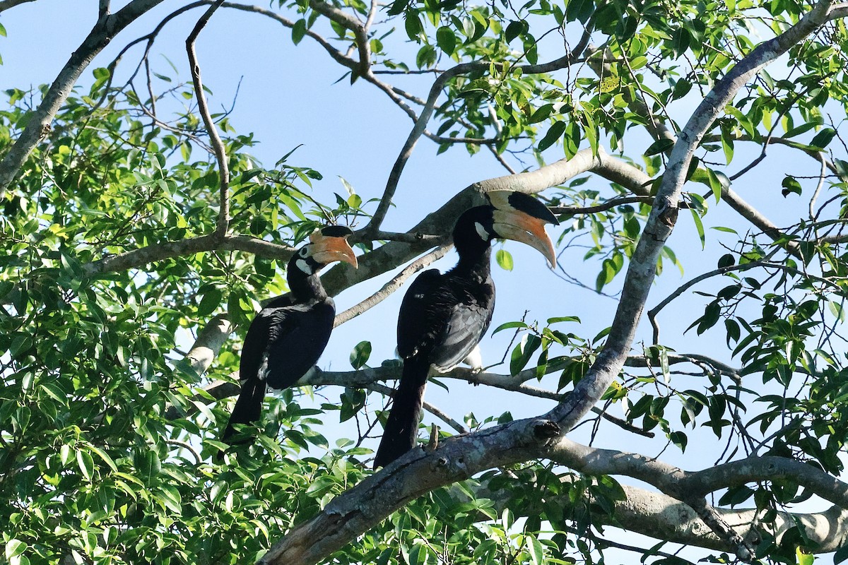 Malabar Pied-Hornbill - ML647069223