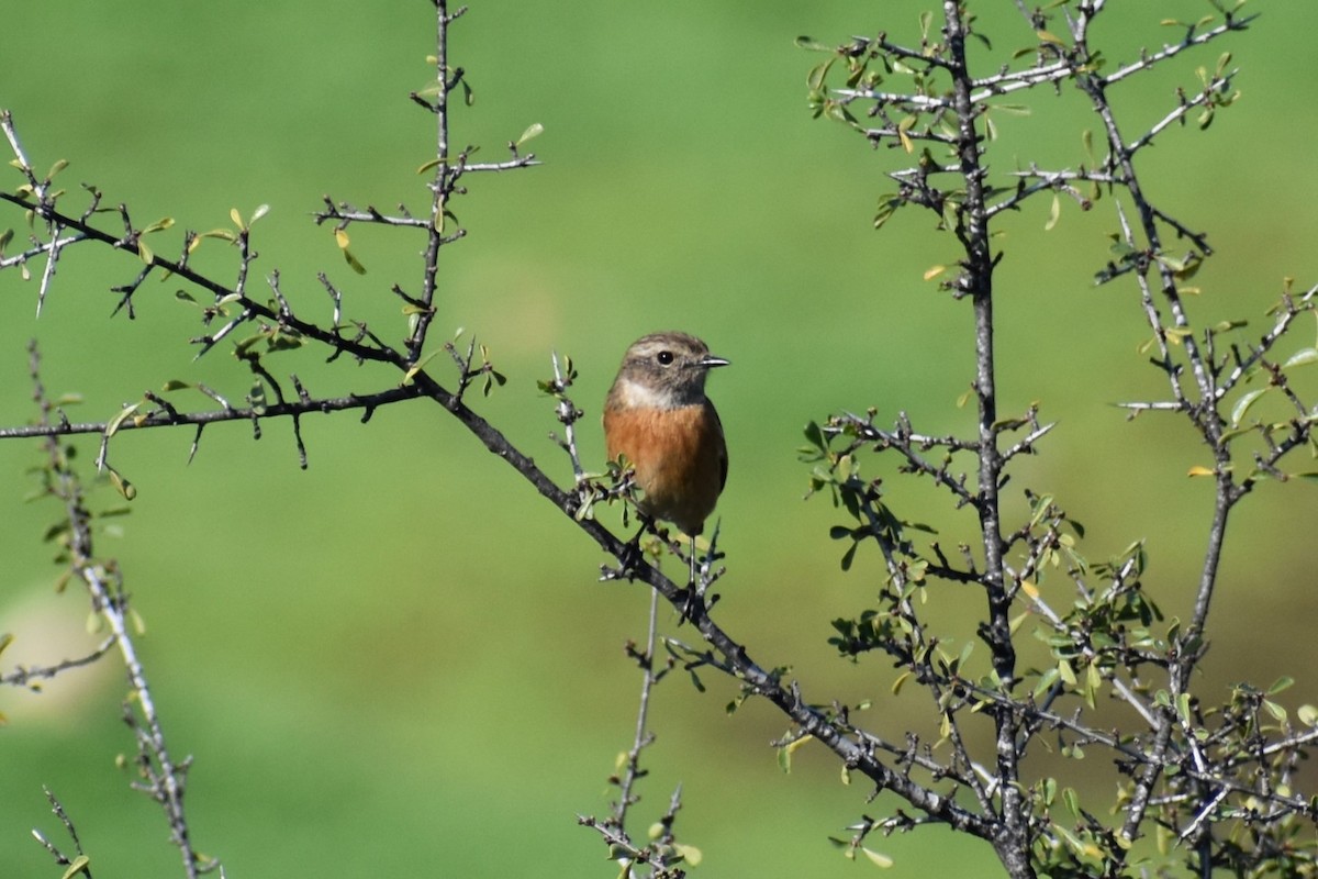 European Stonechat - ML647069224