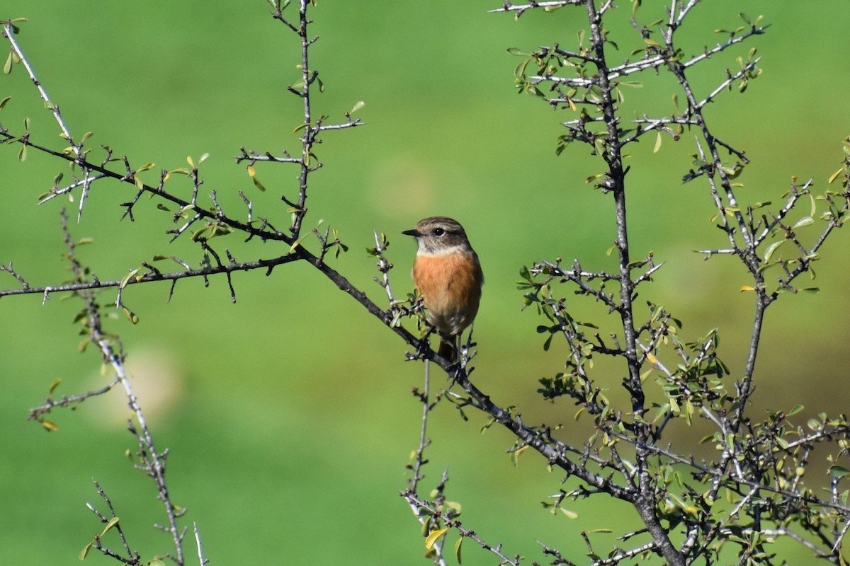 European Stonechat - ML647069225