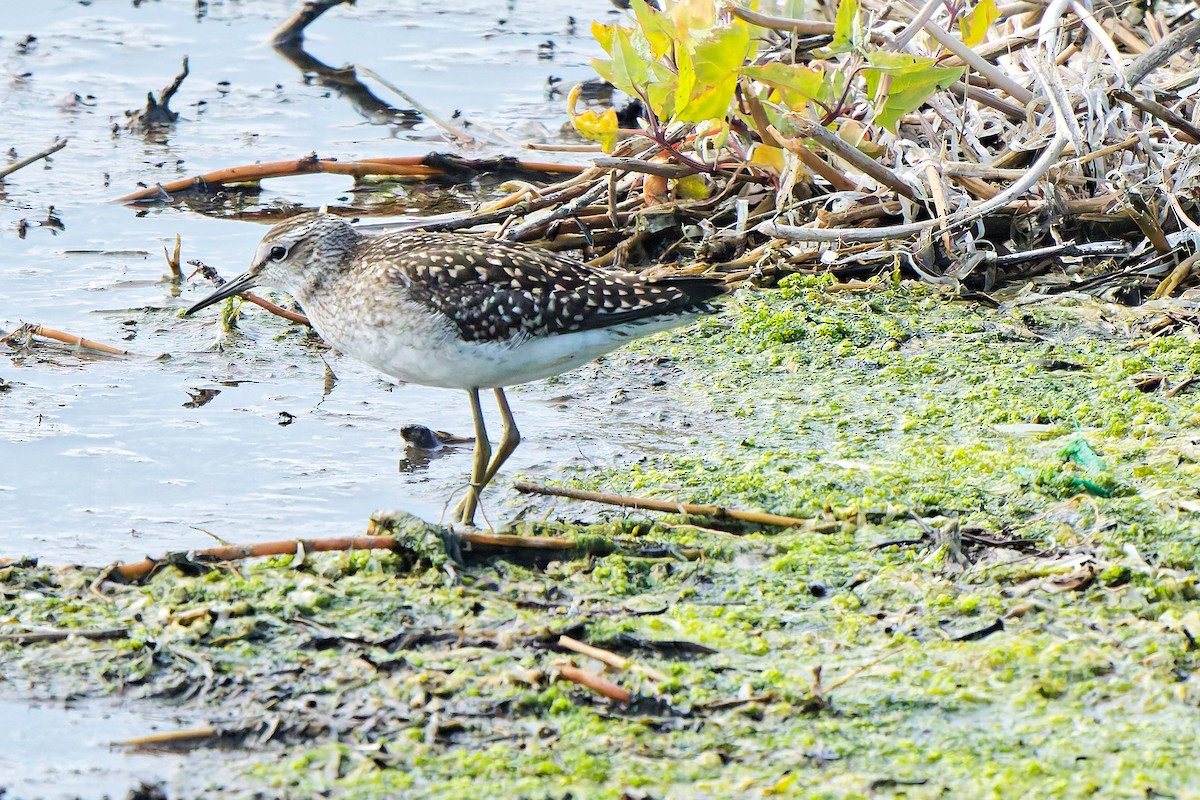 vodouš bahenní - ML647069246