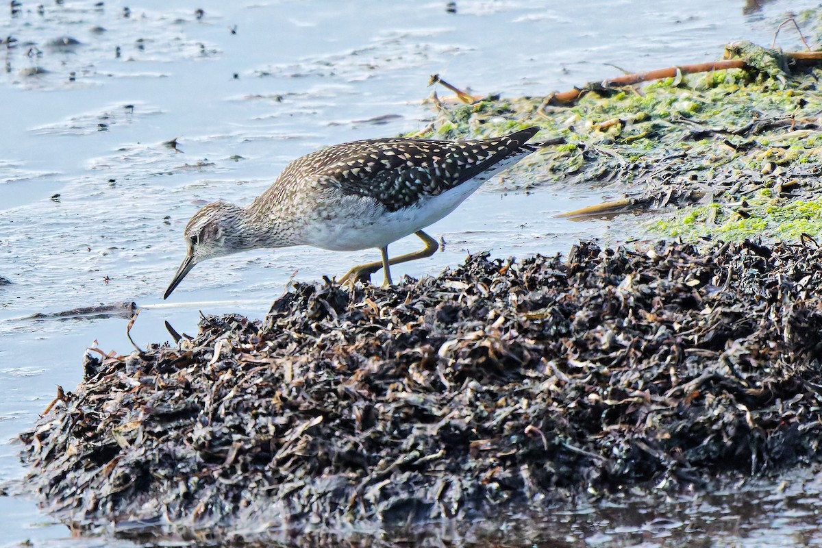 vodouš bahenní - ML647069247