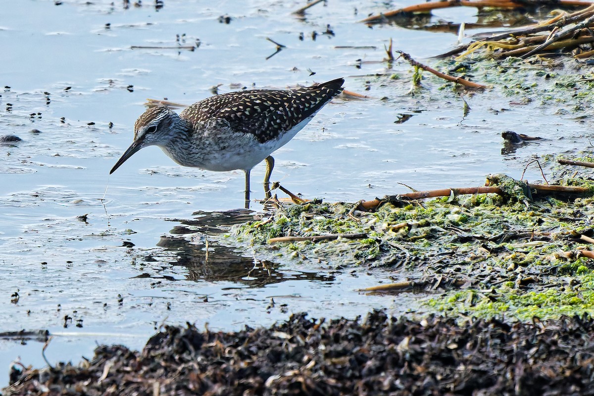 vodouš bahenní - ML647069248