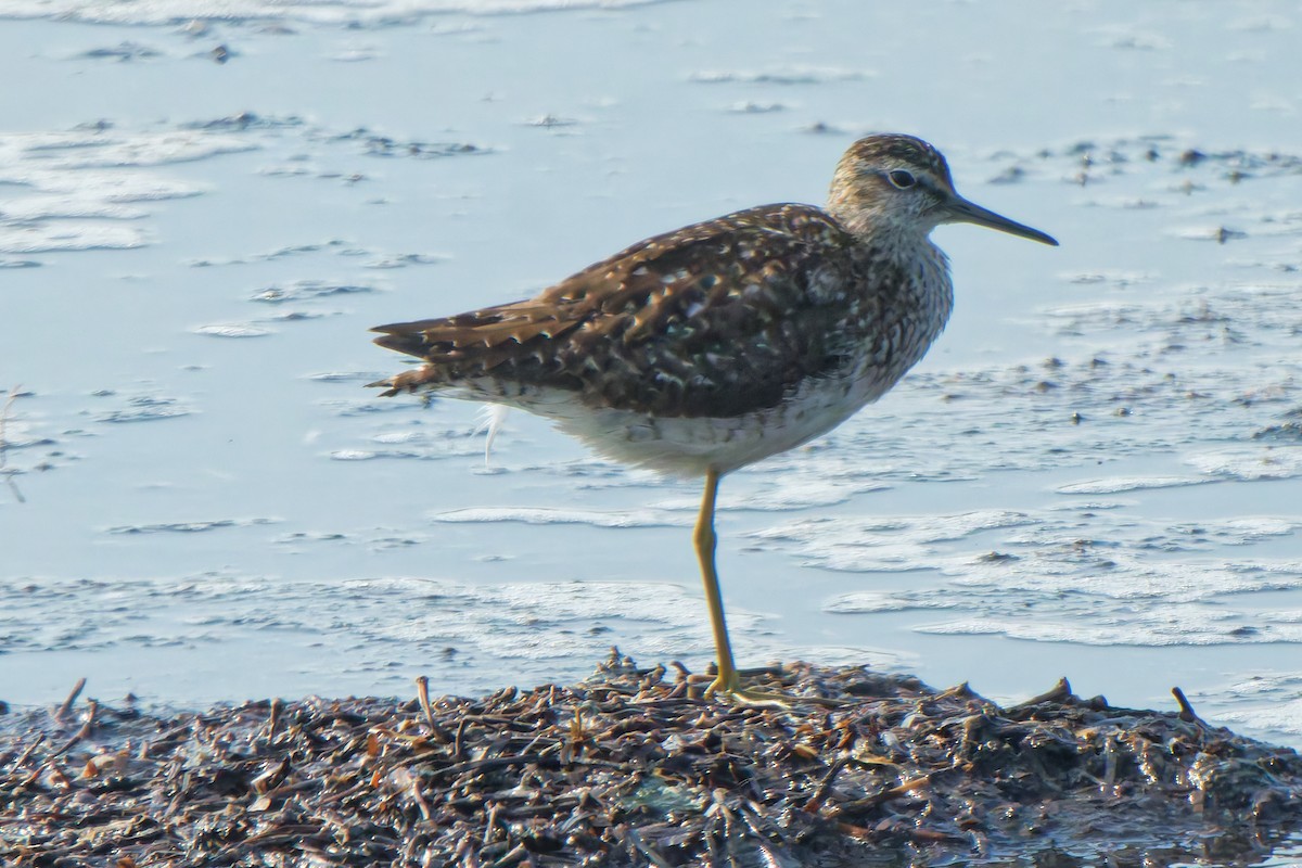 vodouš bahenní - ML647069249