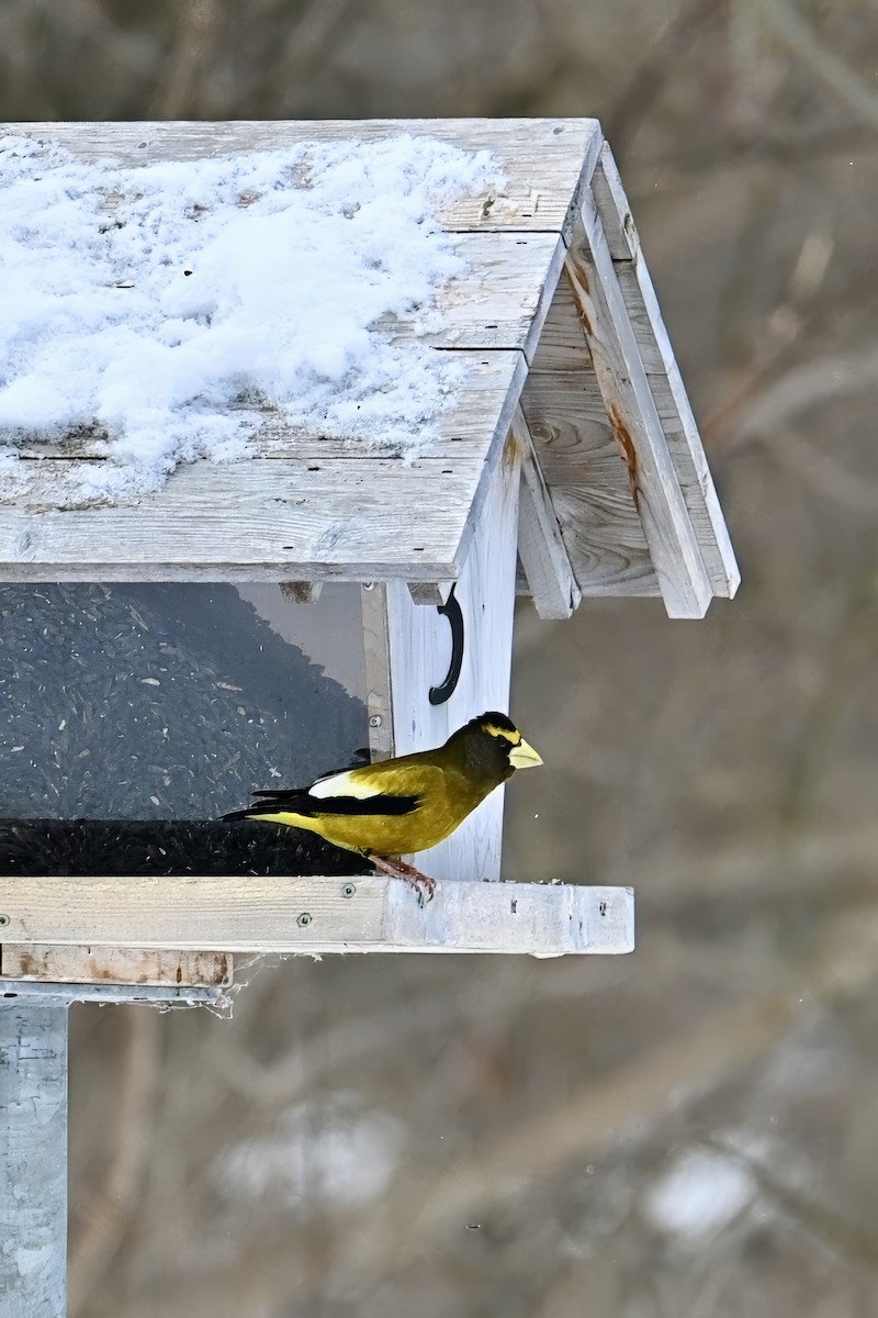 Evening Grosbeak - ML647069284