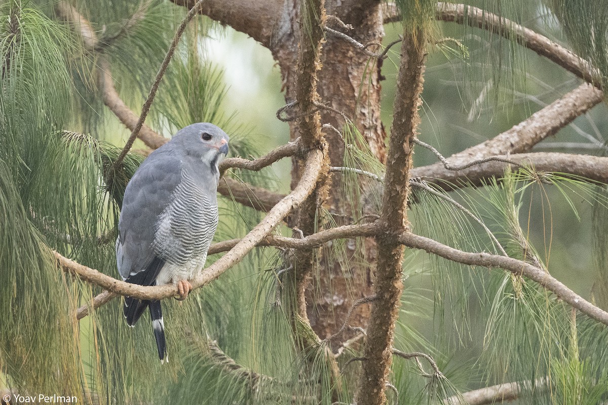 Lizard Buzzard - ML647069289