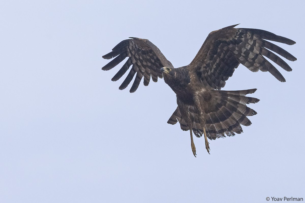 Aguilucho Caricalvo Común - ML647069293