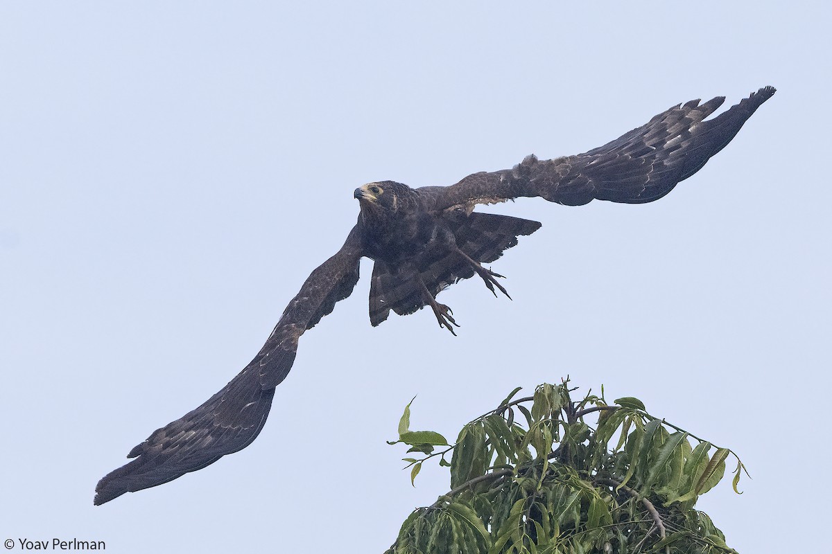 Aguilucho Caricalvo Común - ML647069294