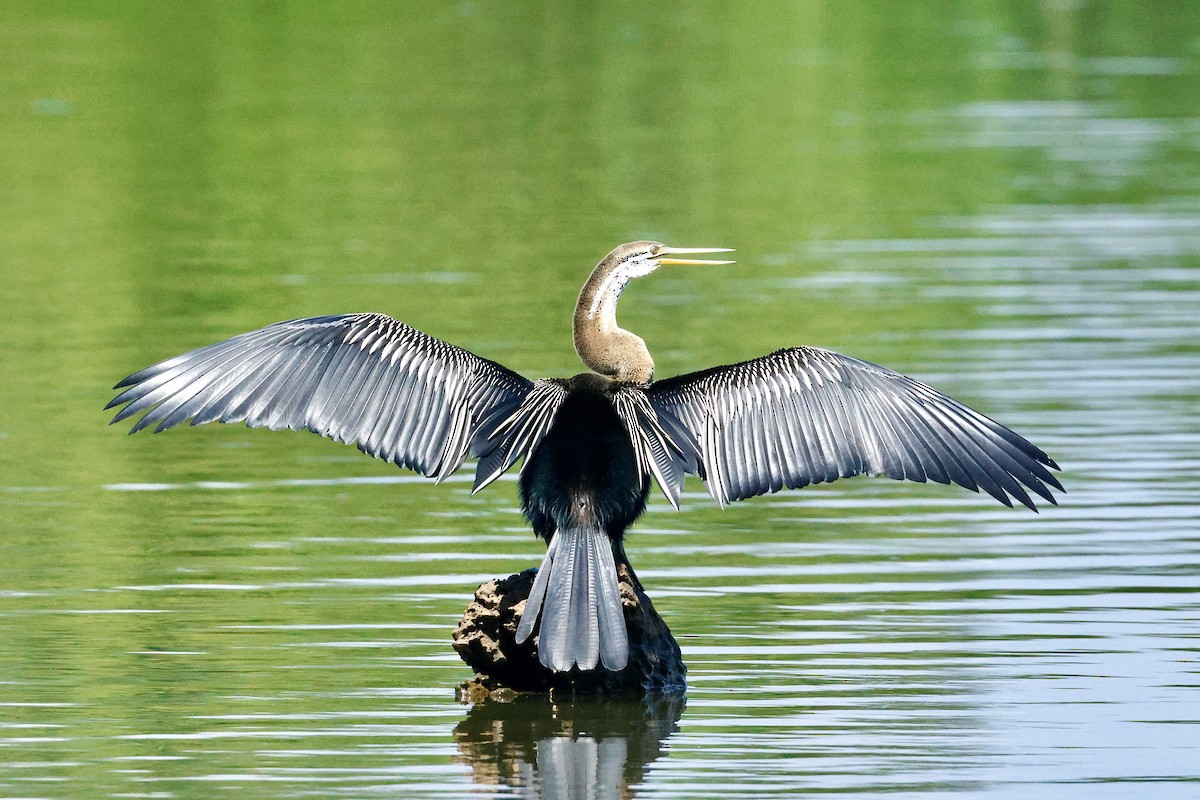 orientslangehals - ML647069303