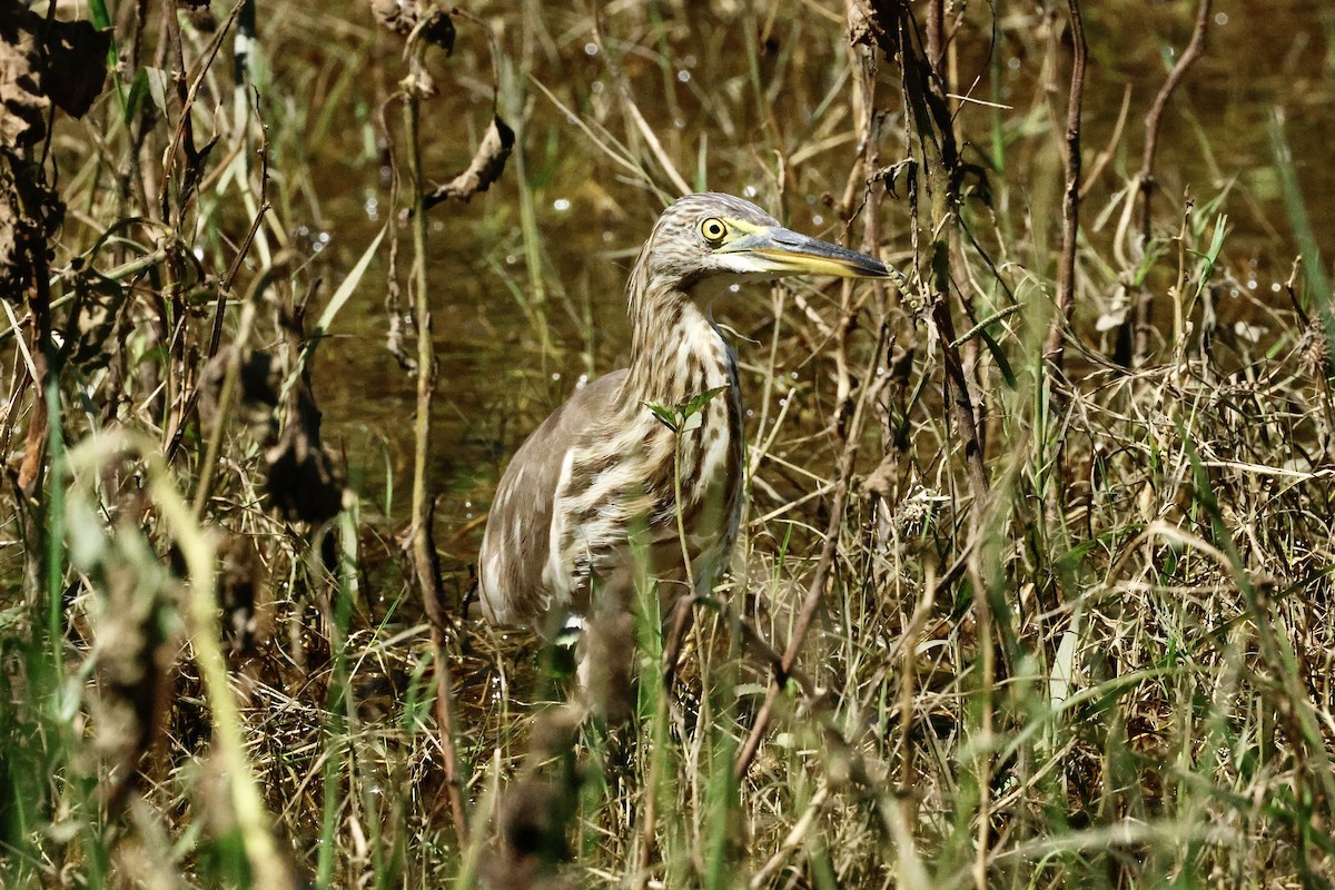 Indian Pond-Heron - ML647069324