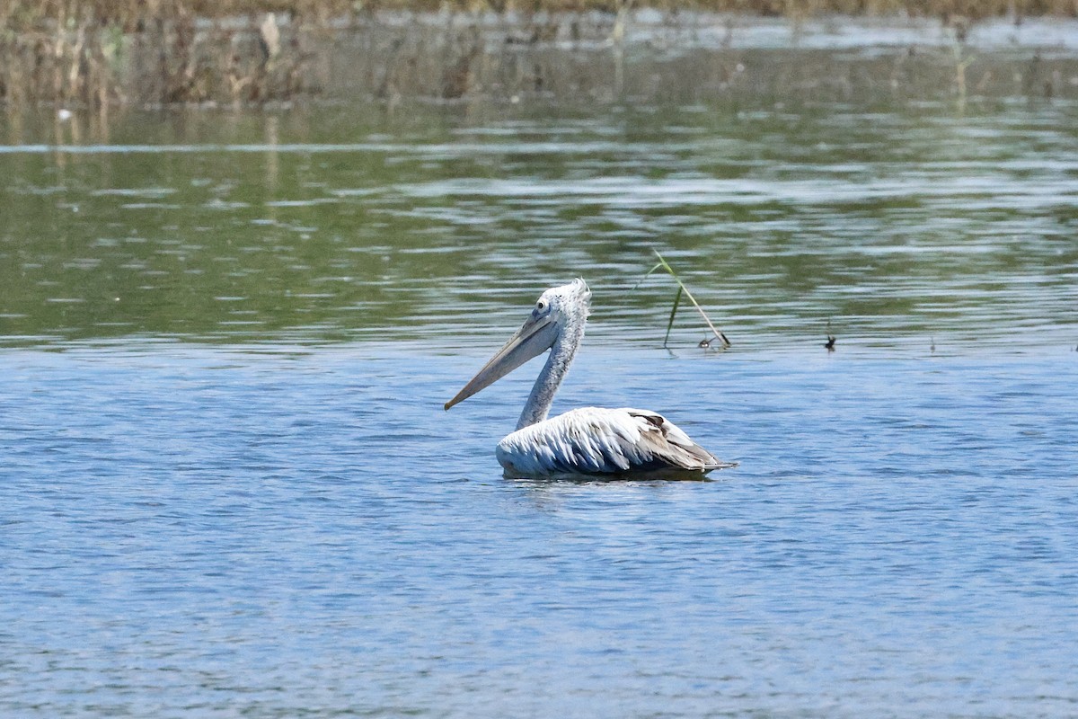 Пестроклювый пеликан - ML647069339
