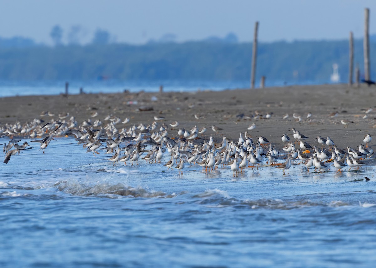 Terek Sandpiper - ML647069348