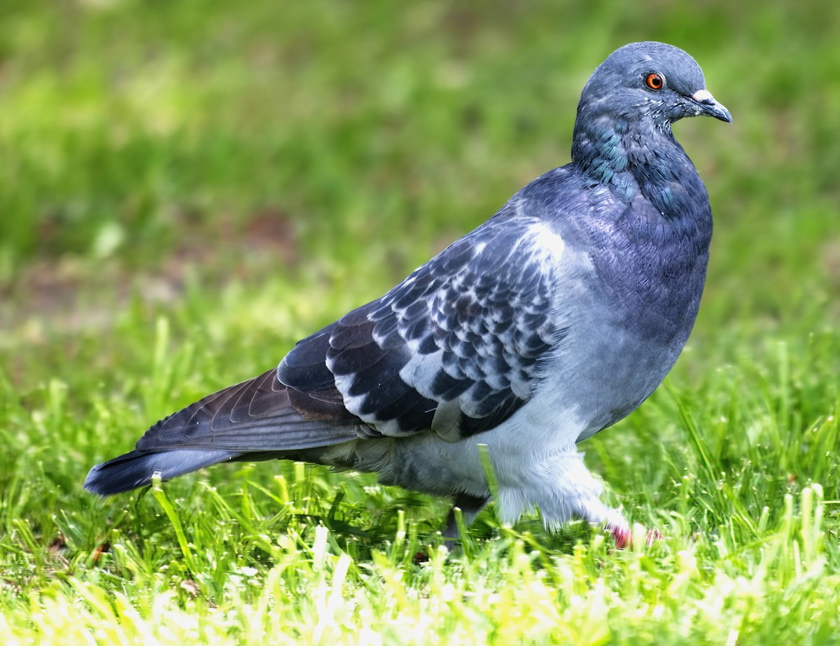 Kaya Güvercini (evcil tip) - ML647069375