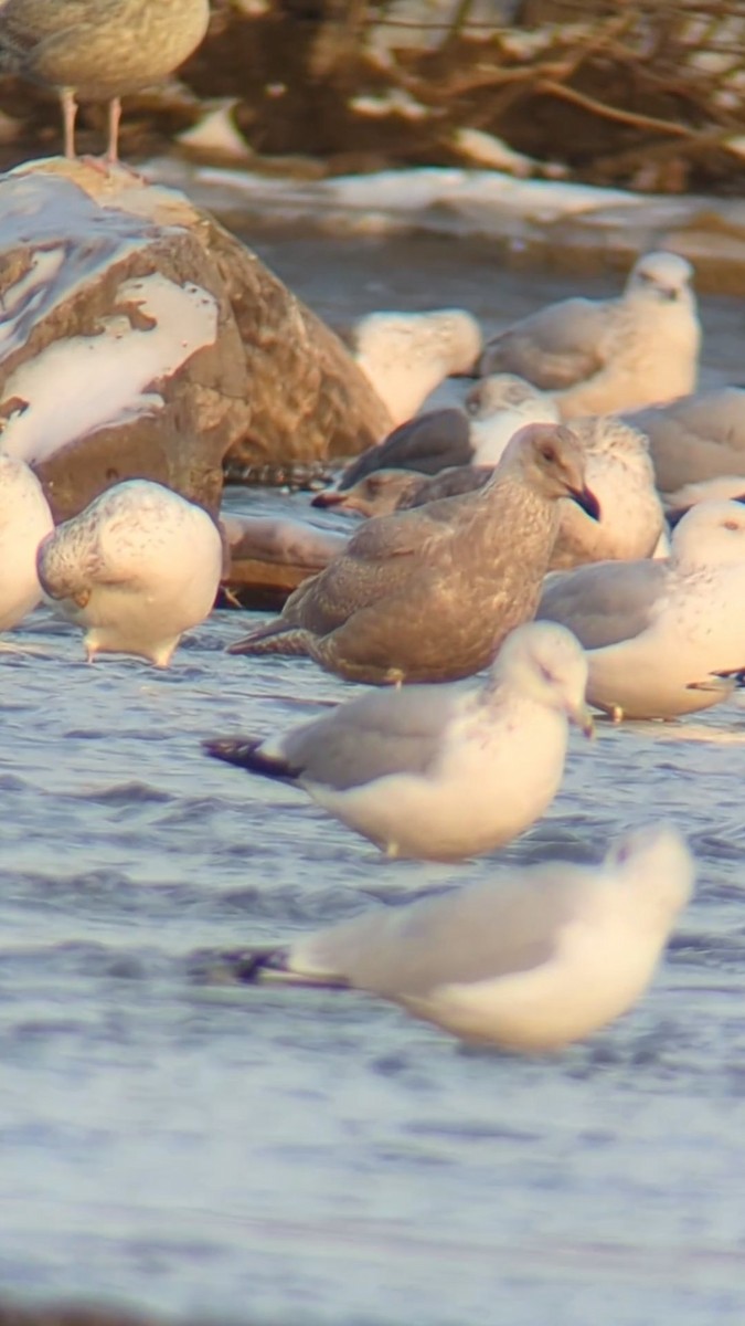 Goéland à ailes grises - ML647069384