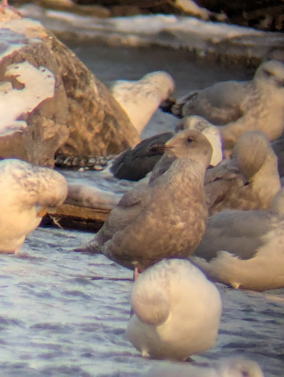 Goéland à ailes grises - ML647069385