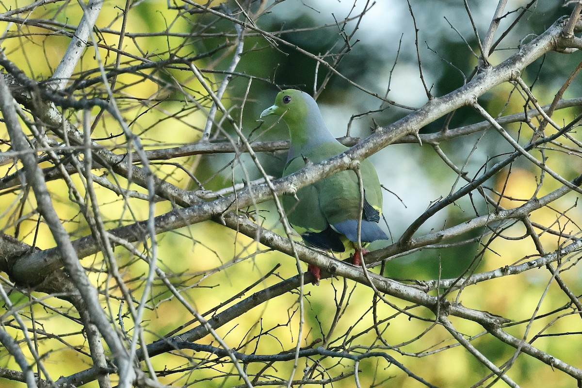 橙胸綠鳩 - ML647069406