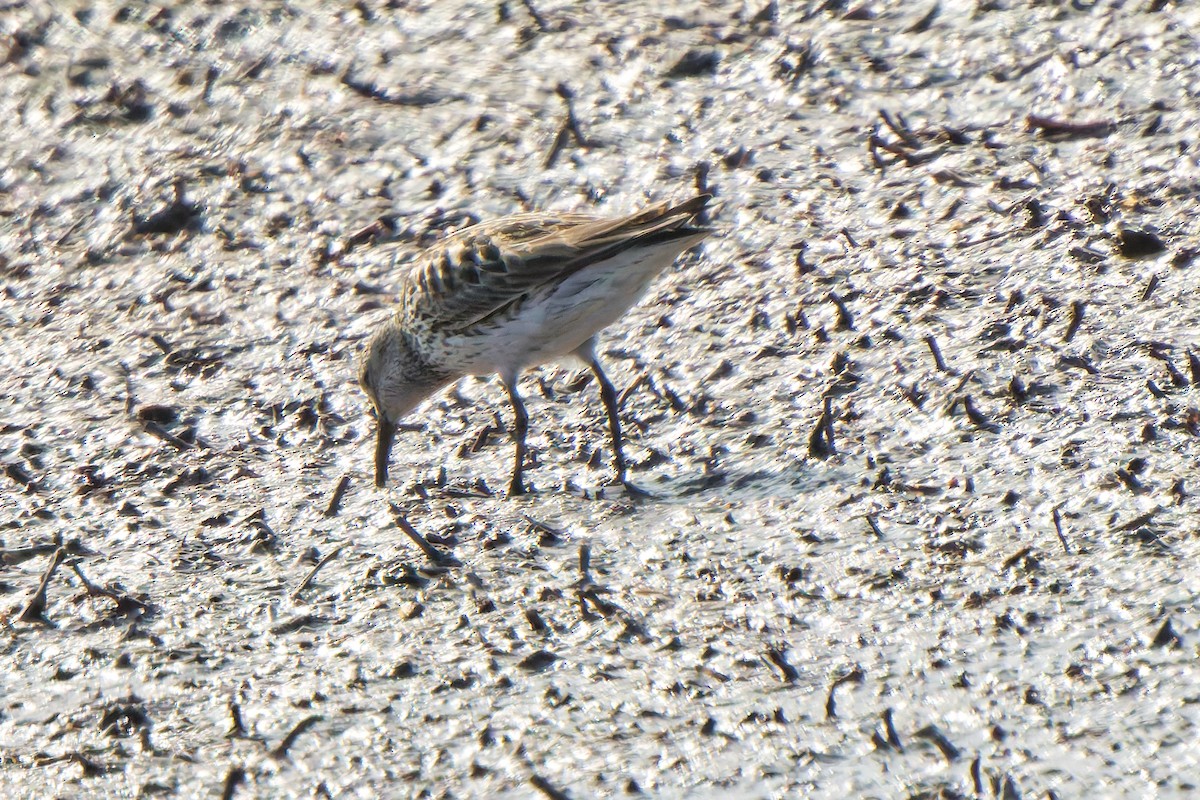 jespák tundrový - ML647069412