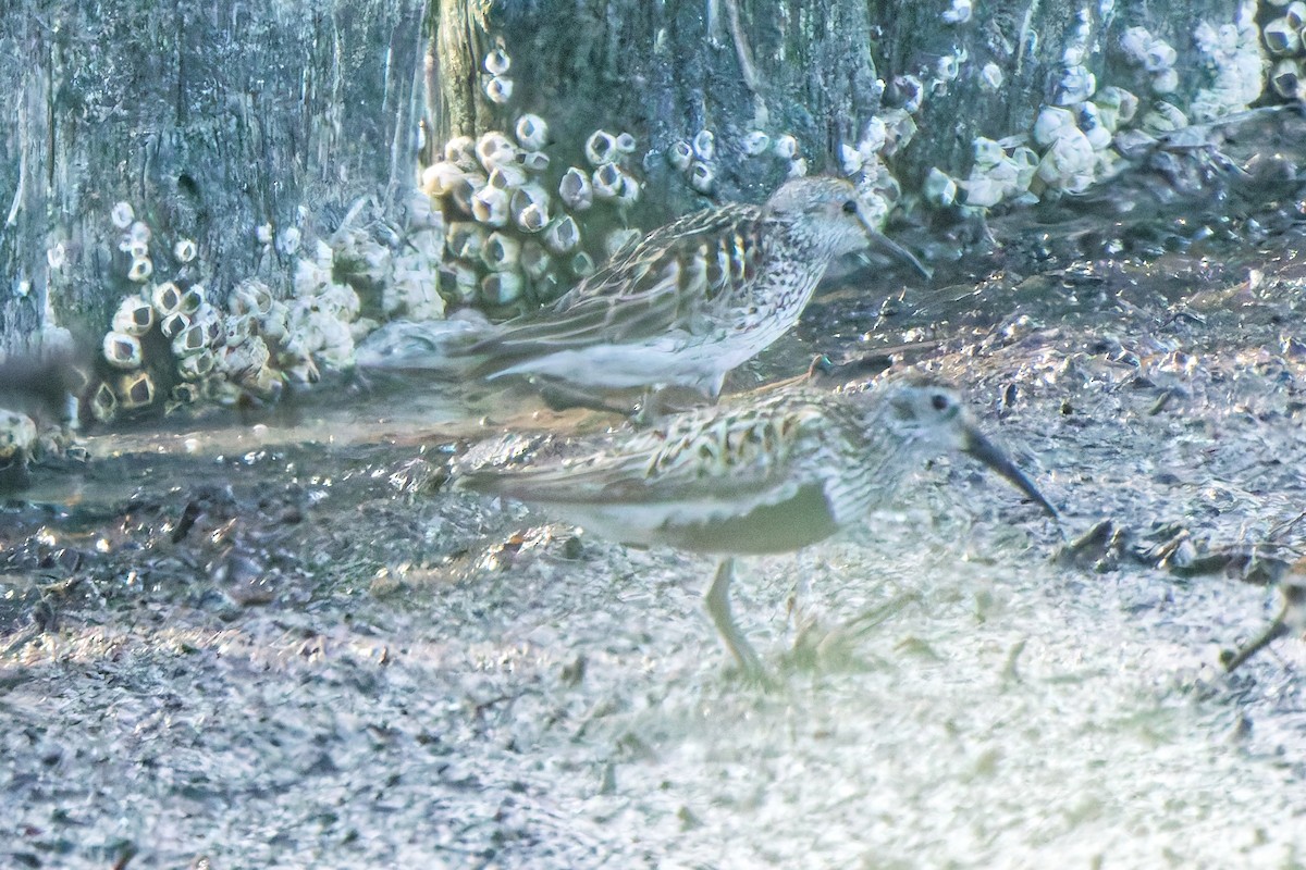 jespák tundrový - ML647069413