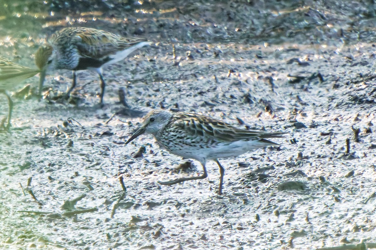 jespák tundrový - ML647069414