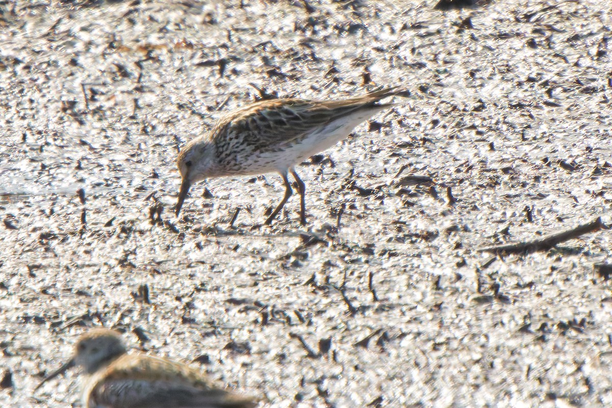 jespák tundrový - ML647069415