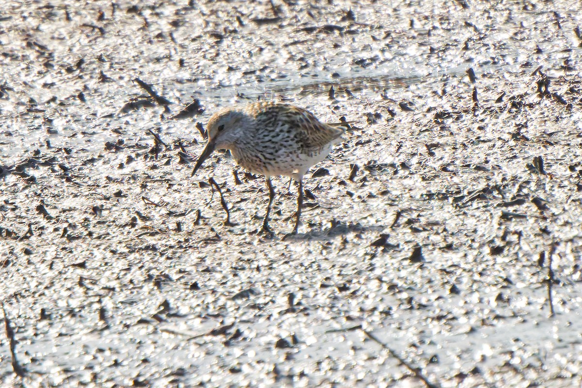 jespák tundrový - ML647069416