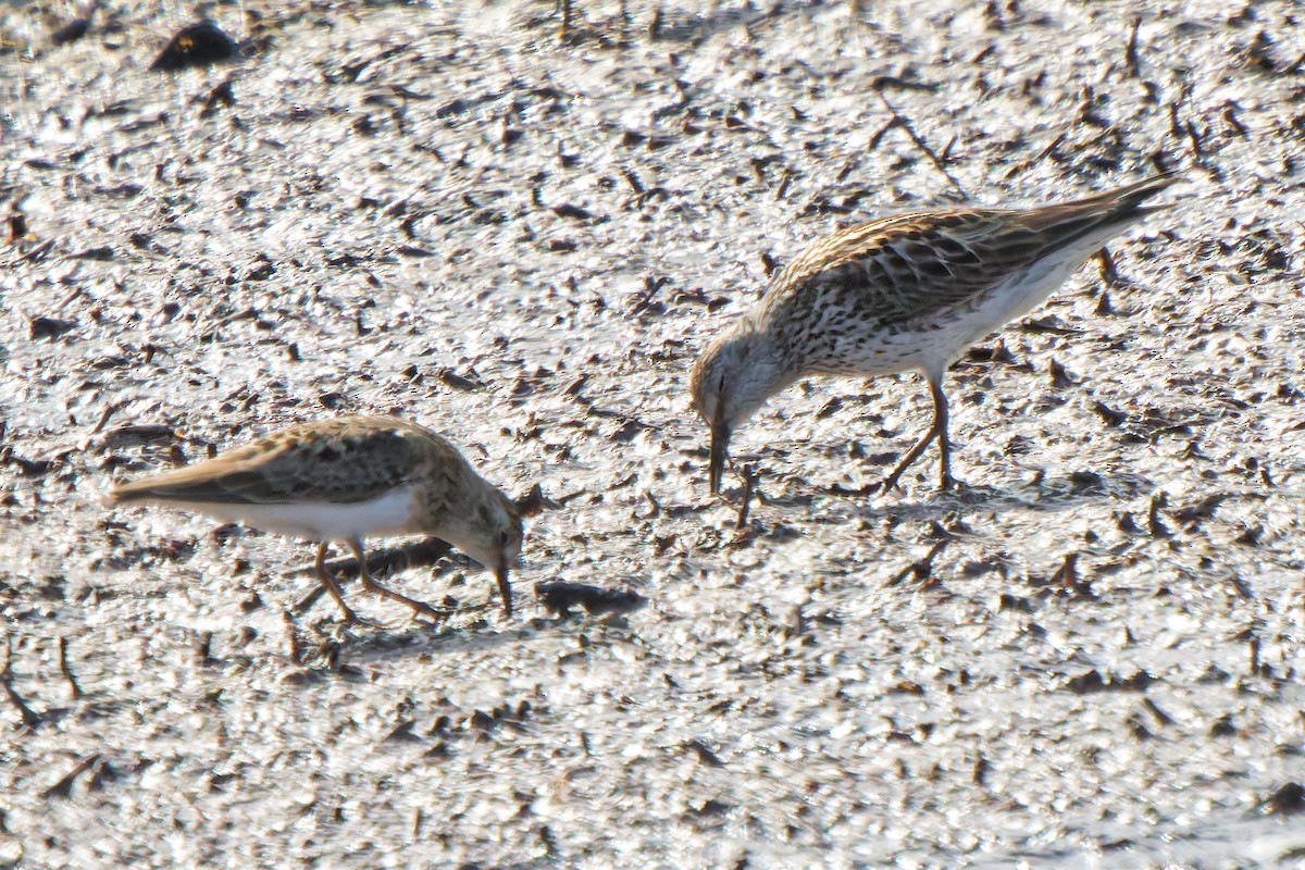 jespák tundrový - ML647069418