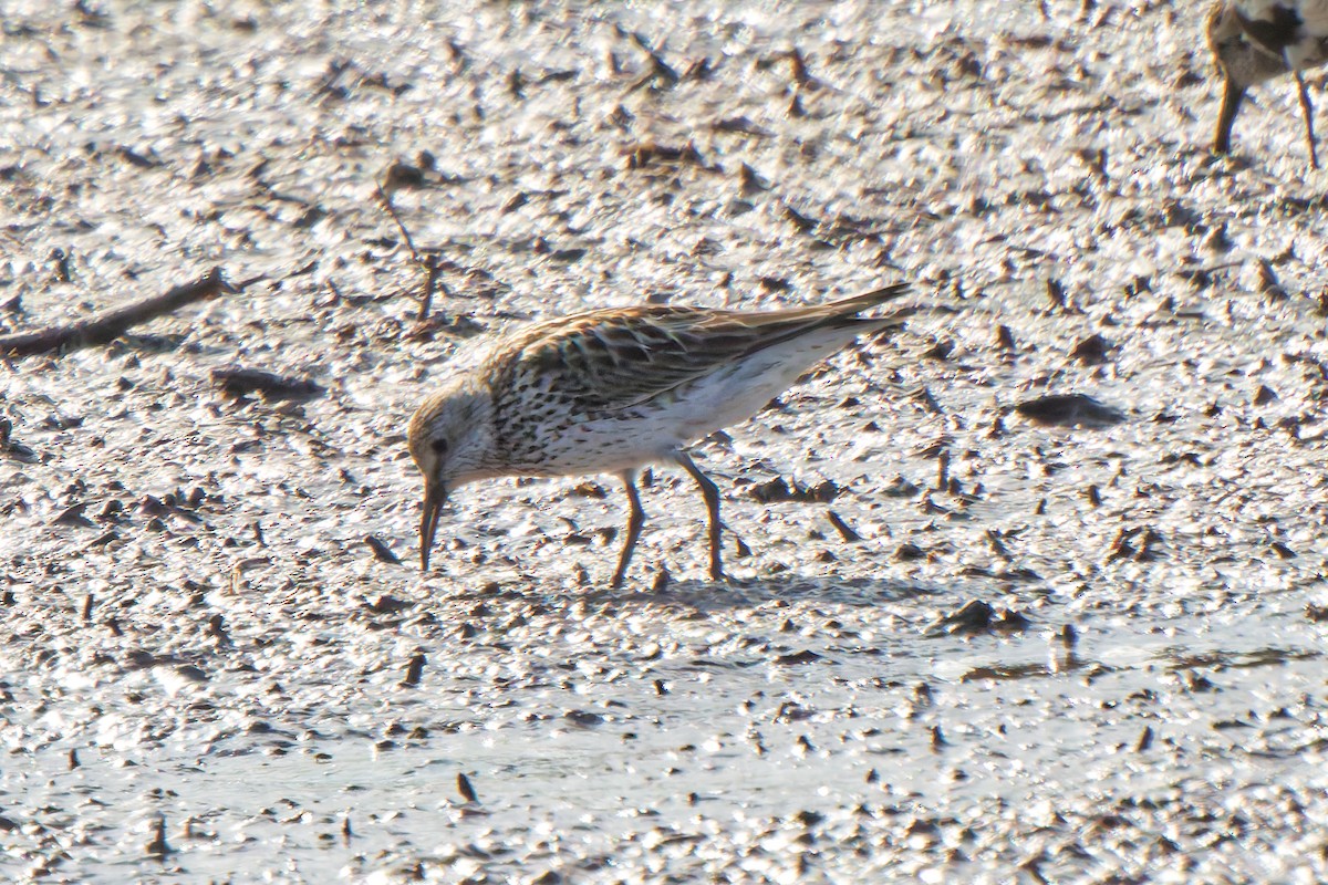 jespák tundrový - ML647069419