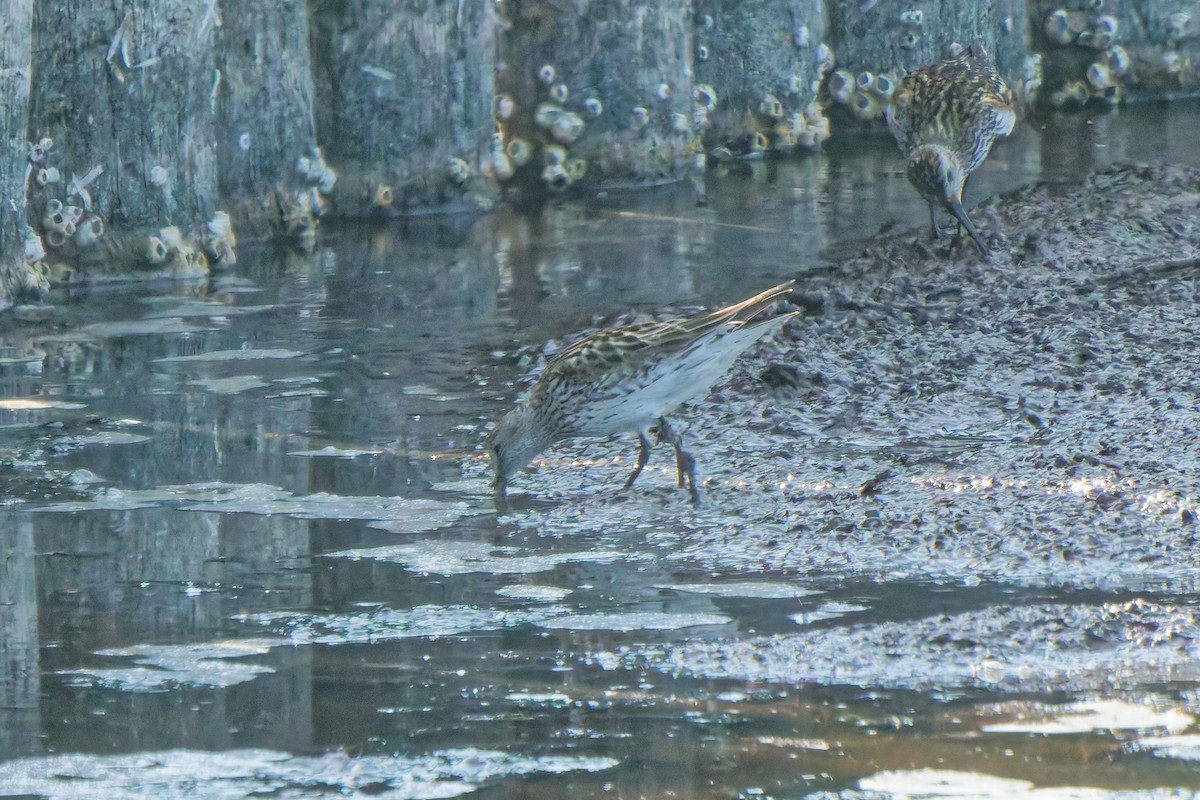 jespák tundrový - ML647069420