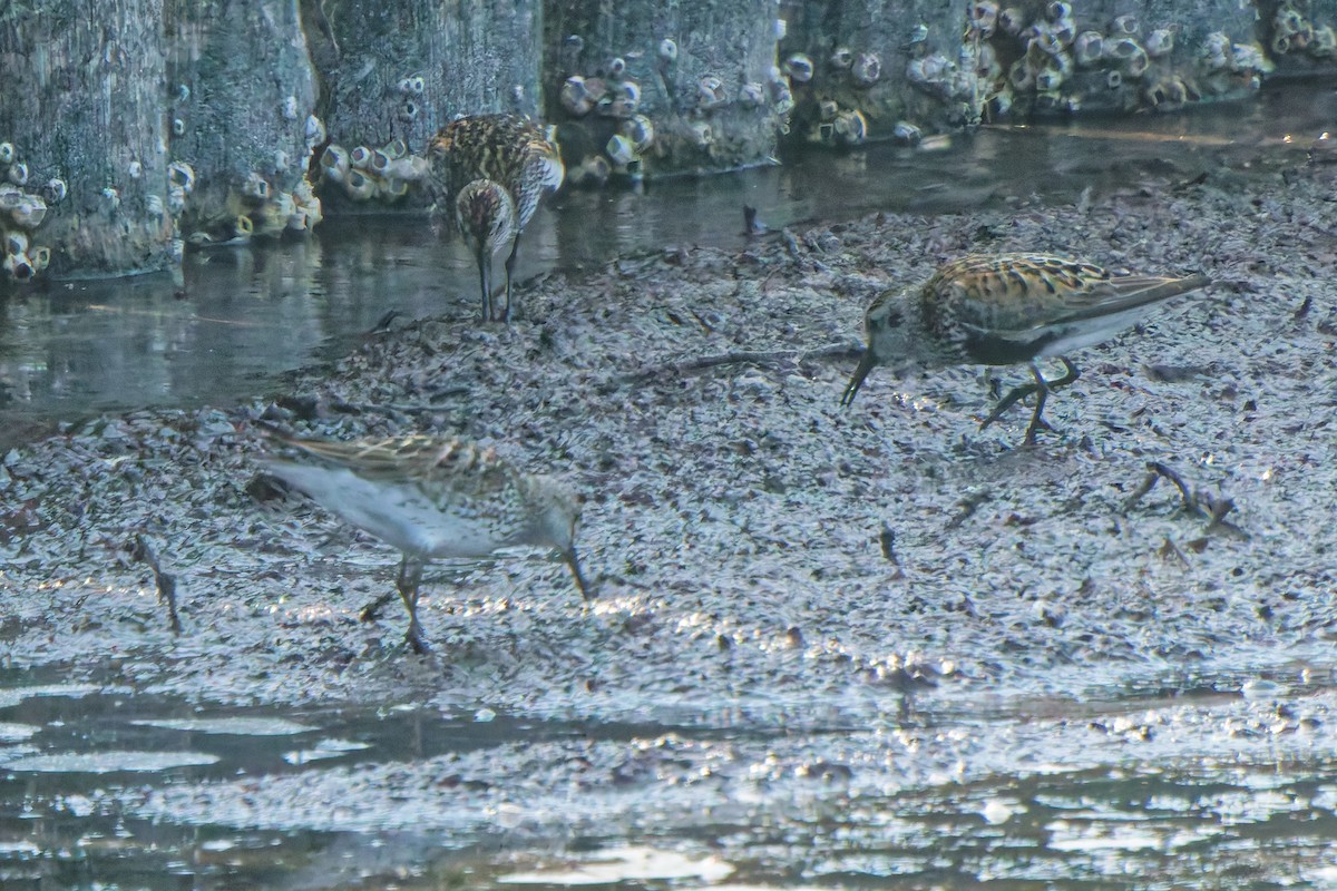 jespák tundrový - ML647069421