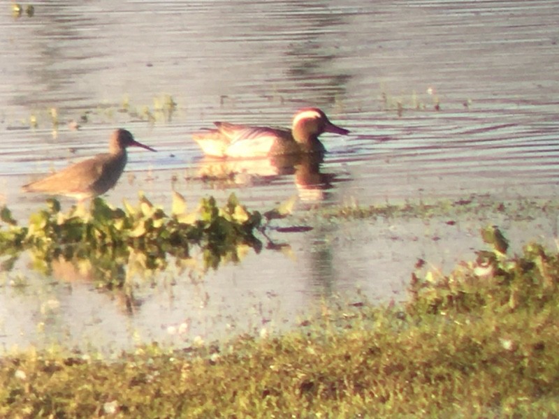 Sarcelle d'été - ML647069422