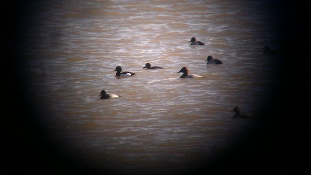 Tufted Duck - ML647069431