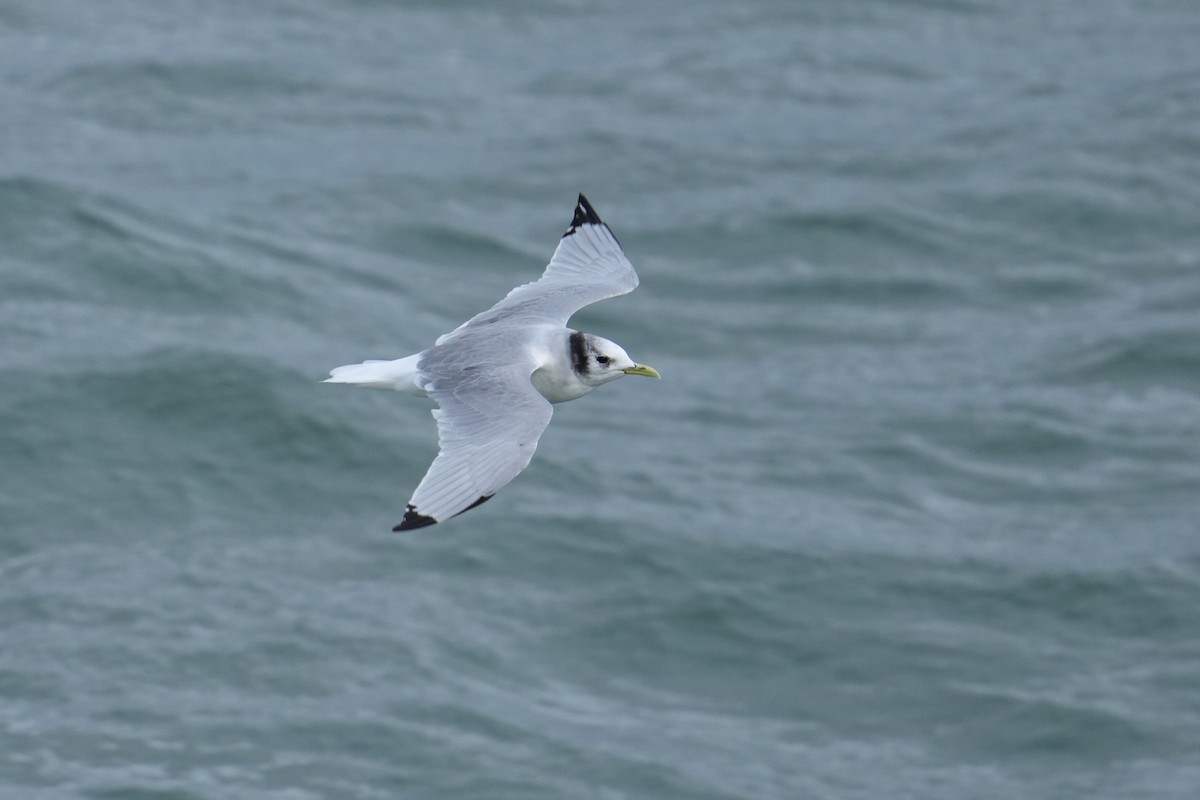 Black-legged Kittiwake - ML647069454