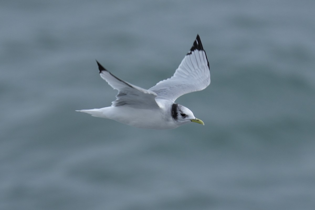 Black-legged Kittiwake - ML647069455