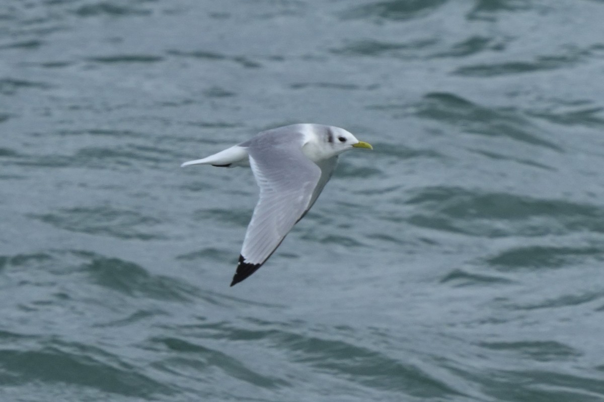 Black-legged Kittiwake - ML647069456