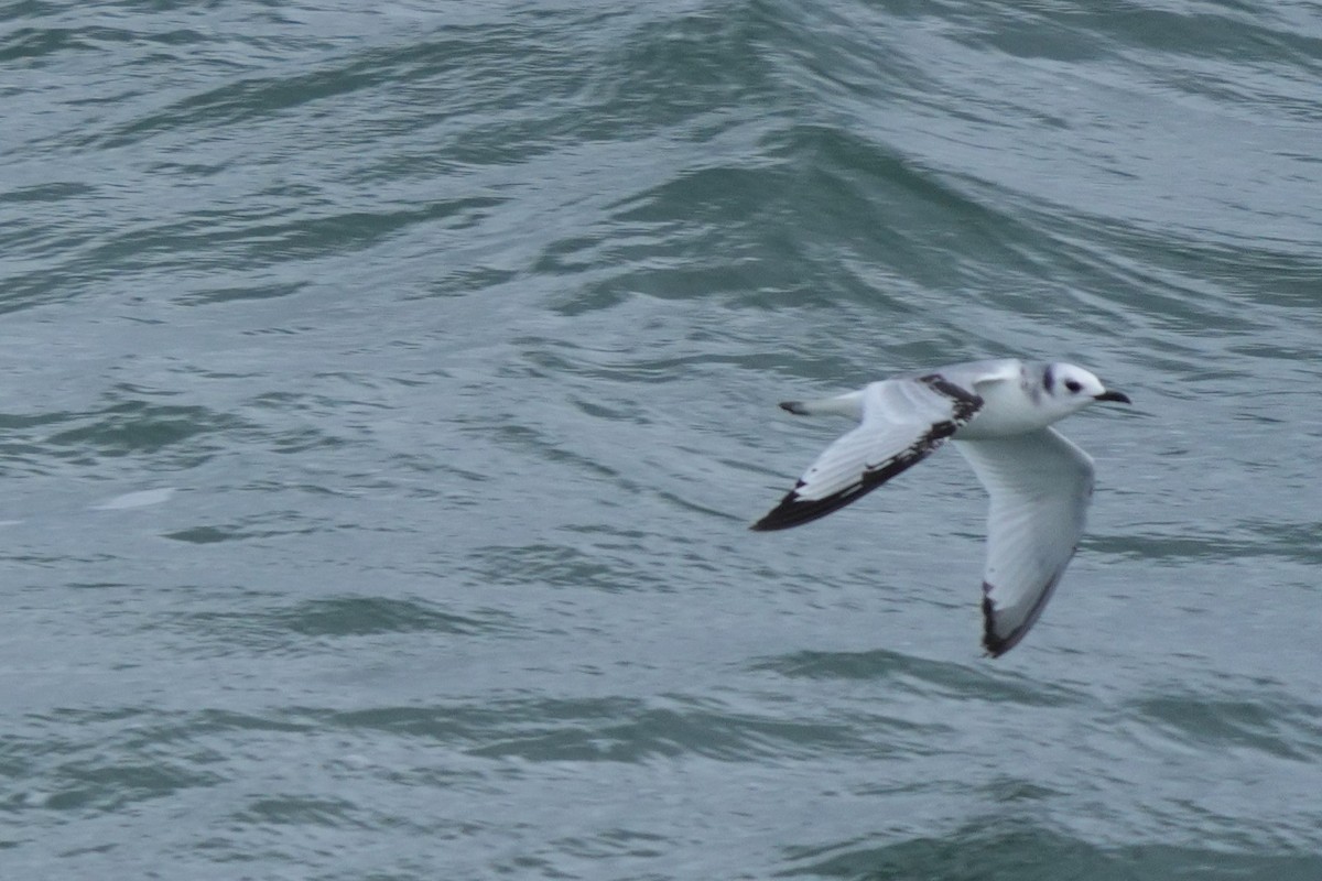 Black-legged Kittiwake - ML647069457