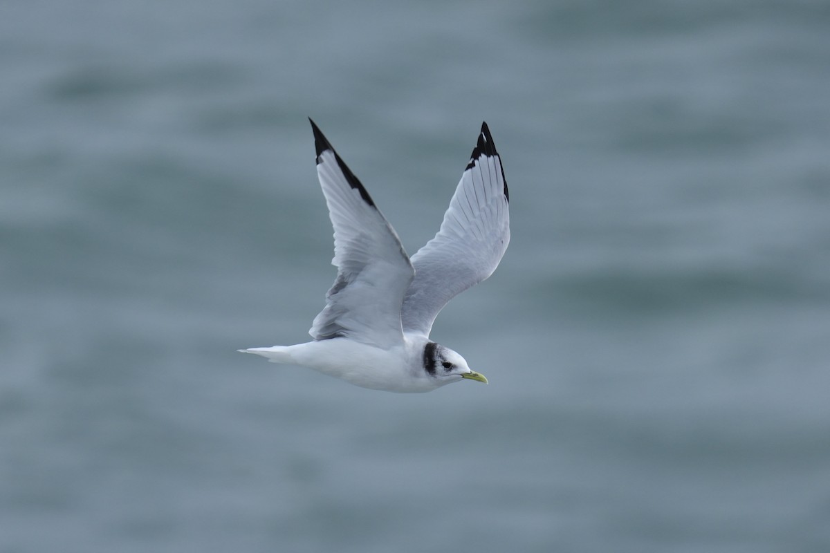Black-legged Kittiwake - ML647069458
