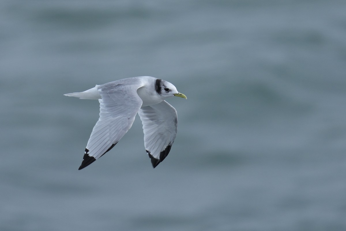 Black-legged Kittiwake - ML647069459