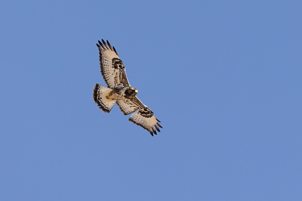 ケアシノスリ - ML647069471