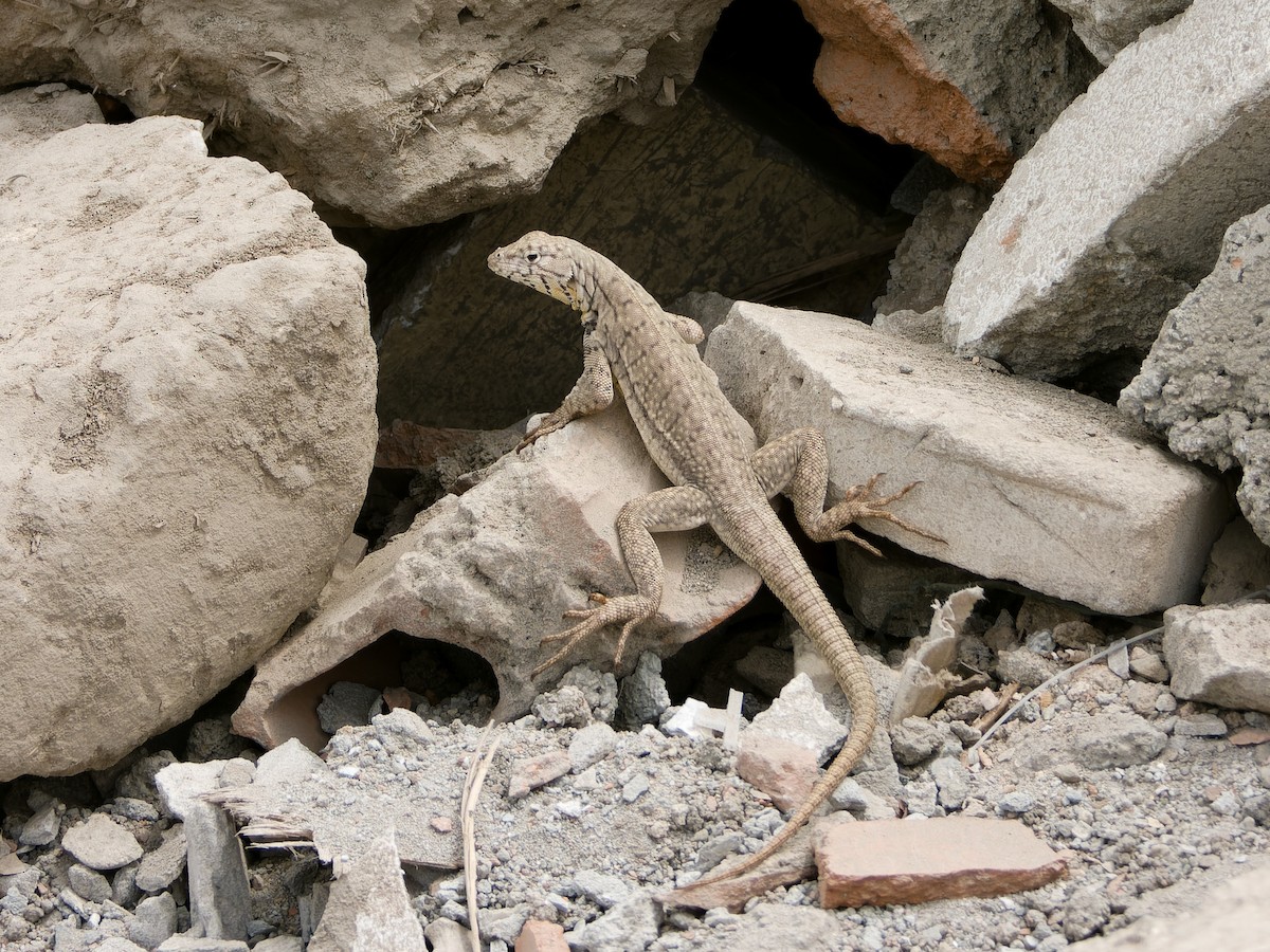 麥克羅蜥屬 - ML647069497