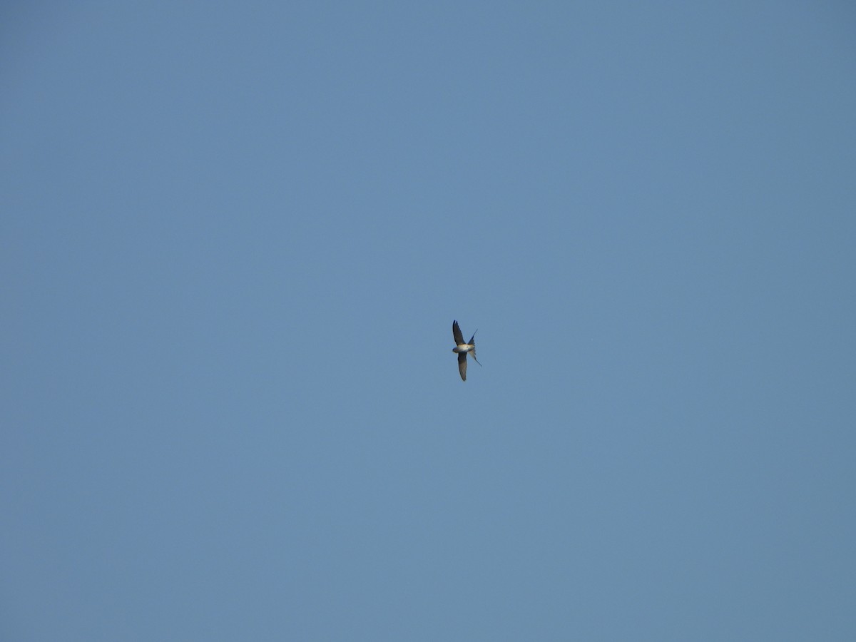 Crested Treeswift - ML647069506