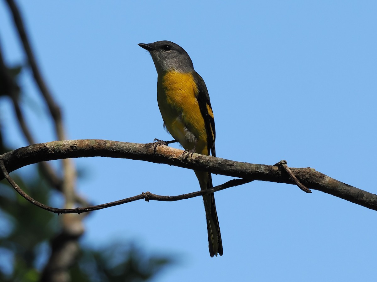 Личинкоїд сірощокий - ML647069508