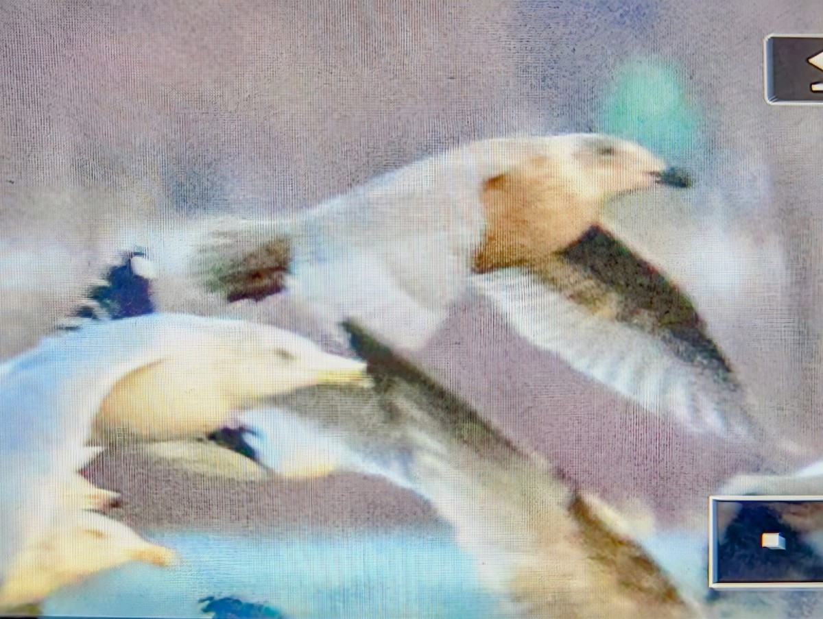 Goéland à ailes grises - ML647069516