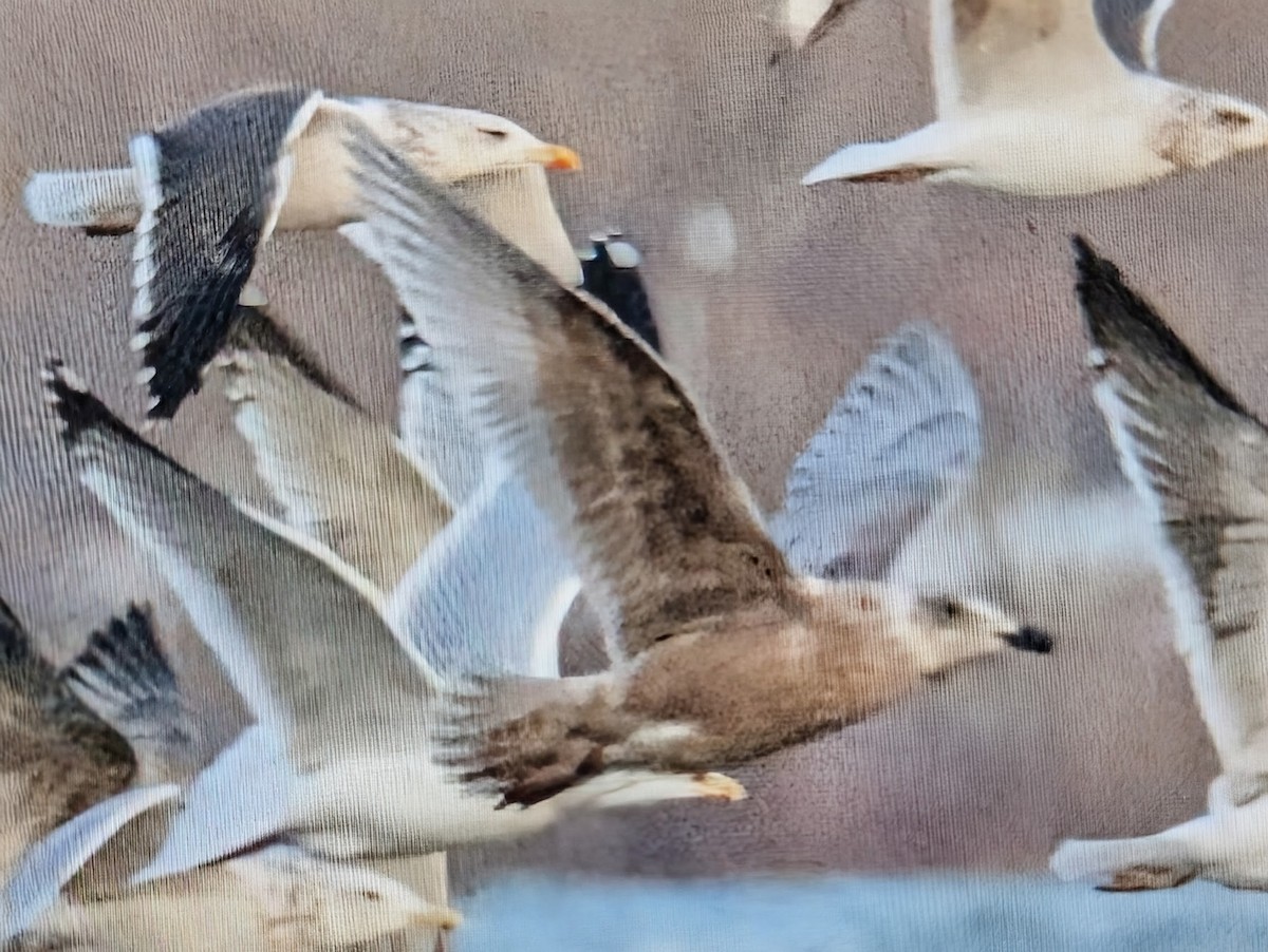 Goéland à ailes grises - ML647069517