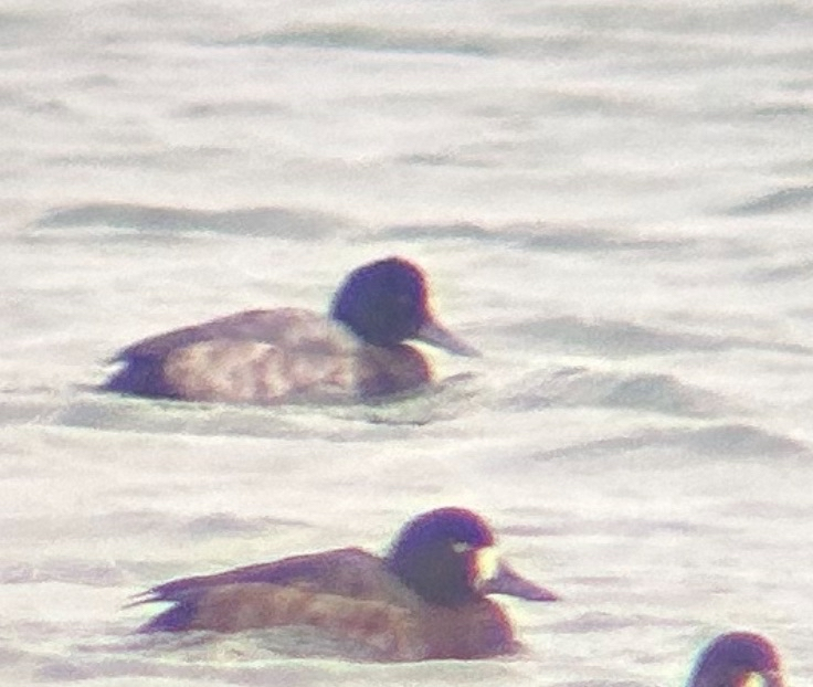 斑背潛鴨 - ML647069521