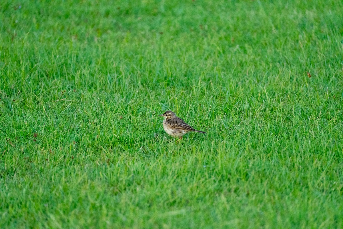 linduška rýžová - ML647069525