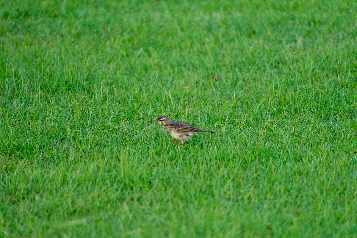 linduška rýžová - ML647069526